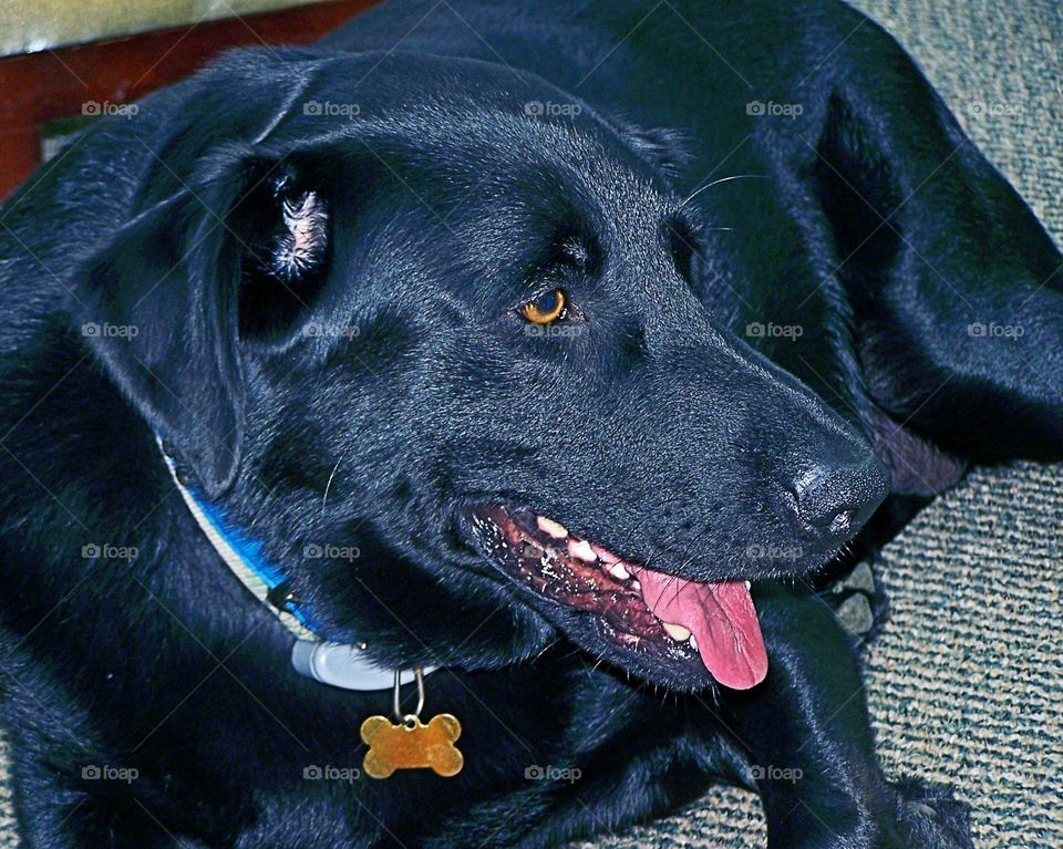 Black Lab 1