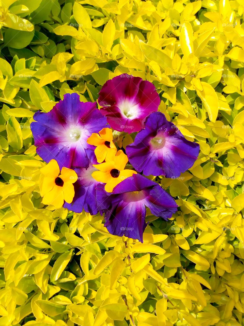on the bush are the most colourful flowers