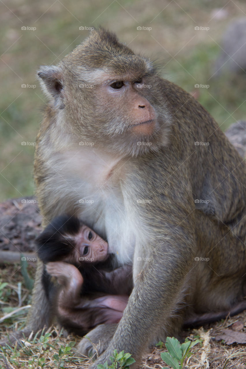 Close-up of monkey with infant