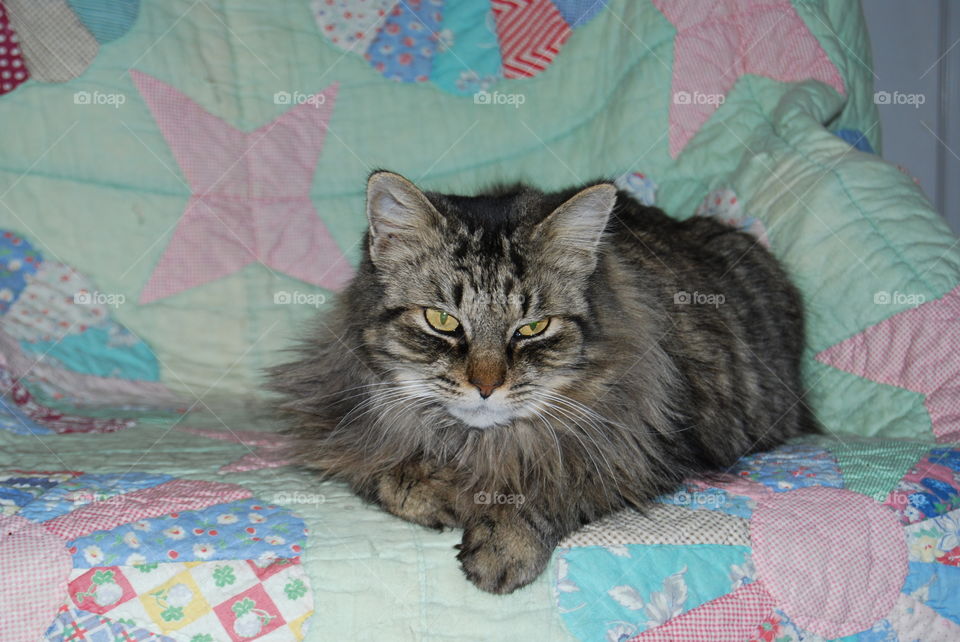 Tabby cat on quilt