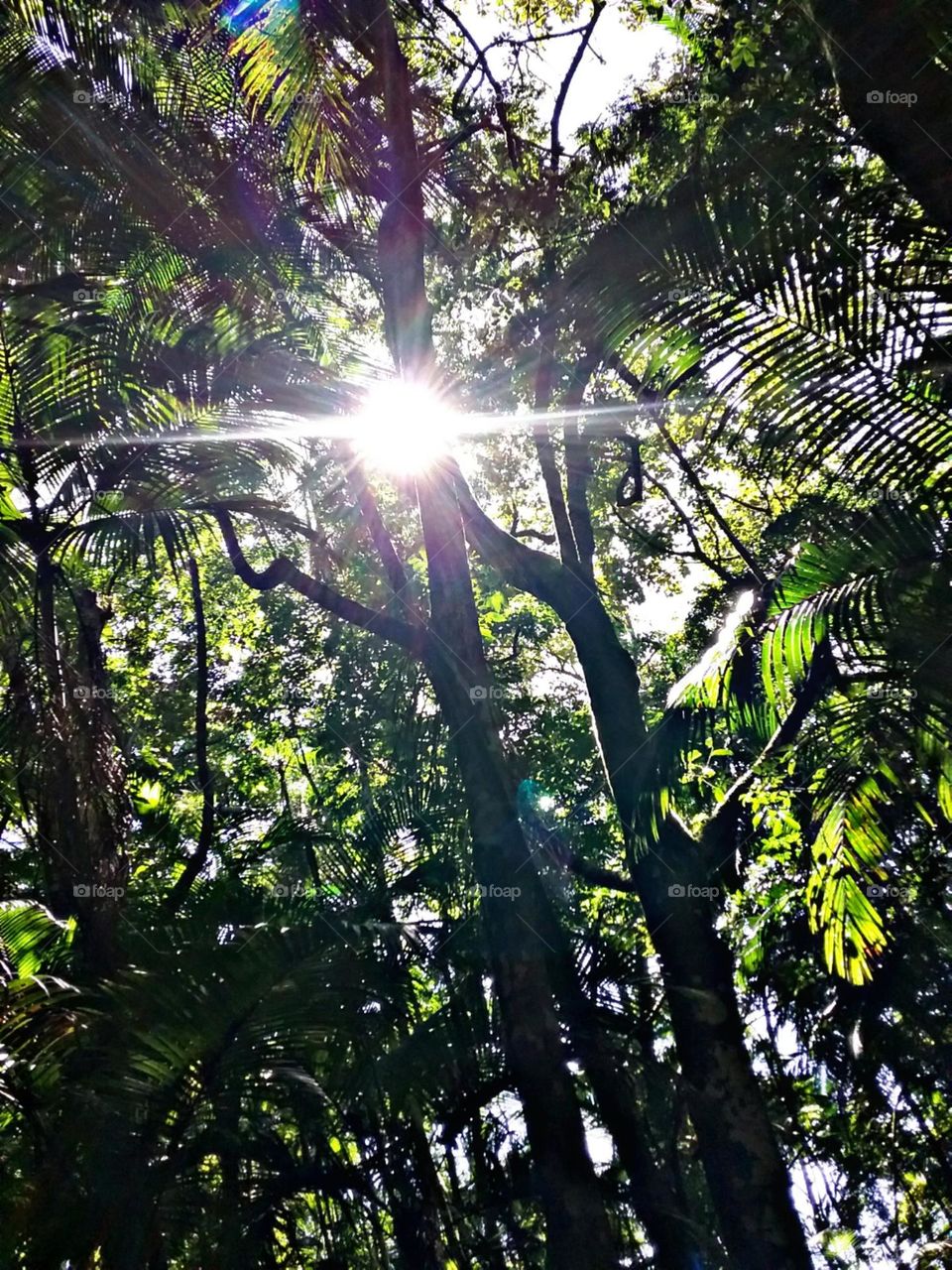 O sol deixando em destaque os esguios e elegantes troncos.