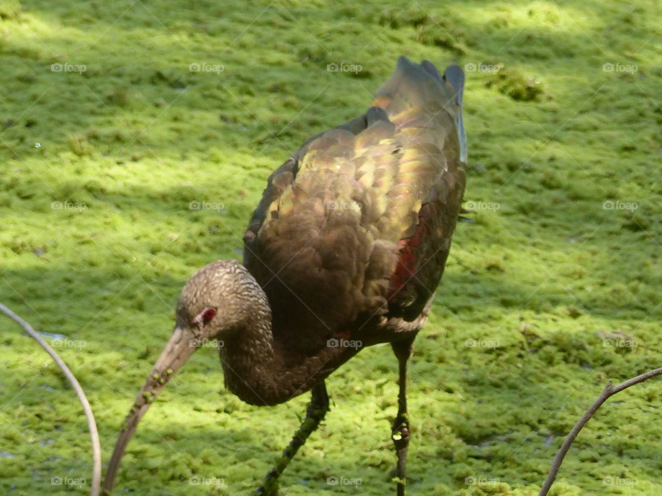 Glossy ibis looking for a snack 