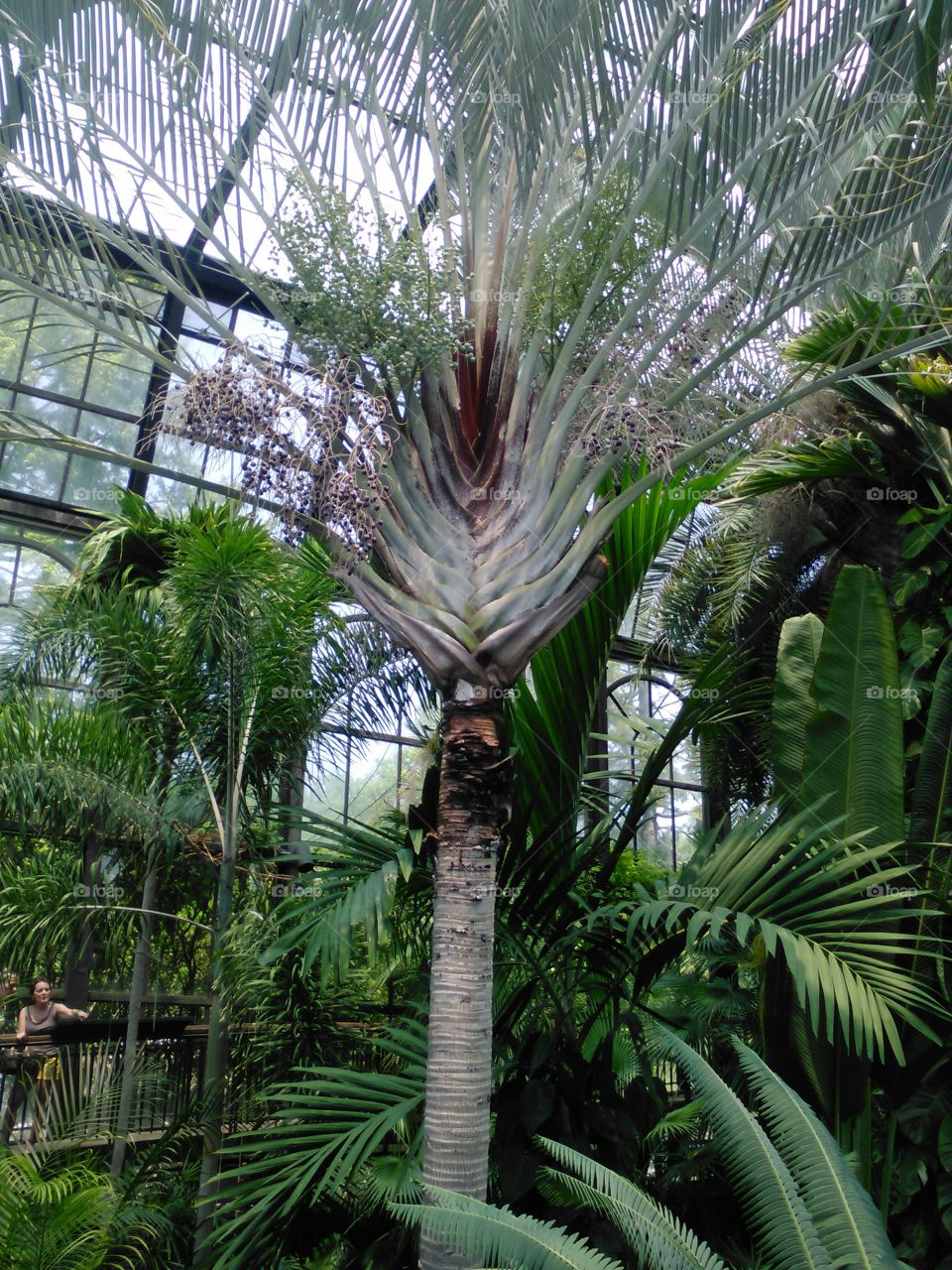 palm house