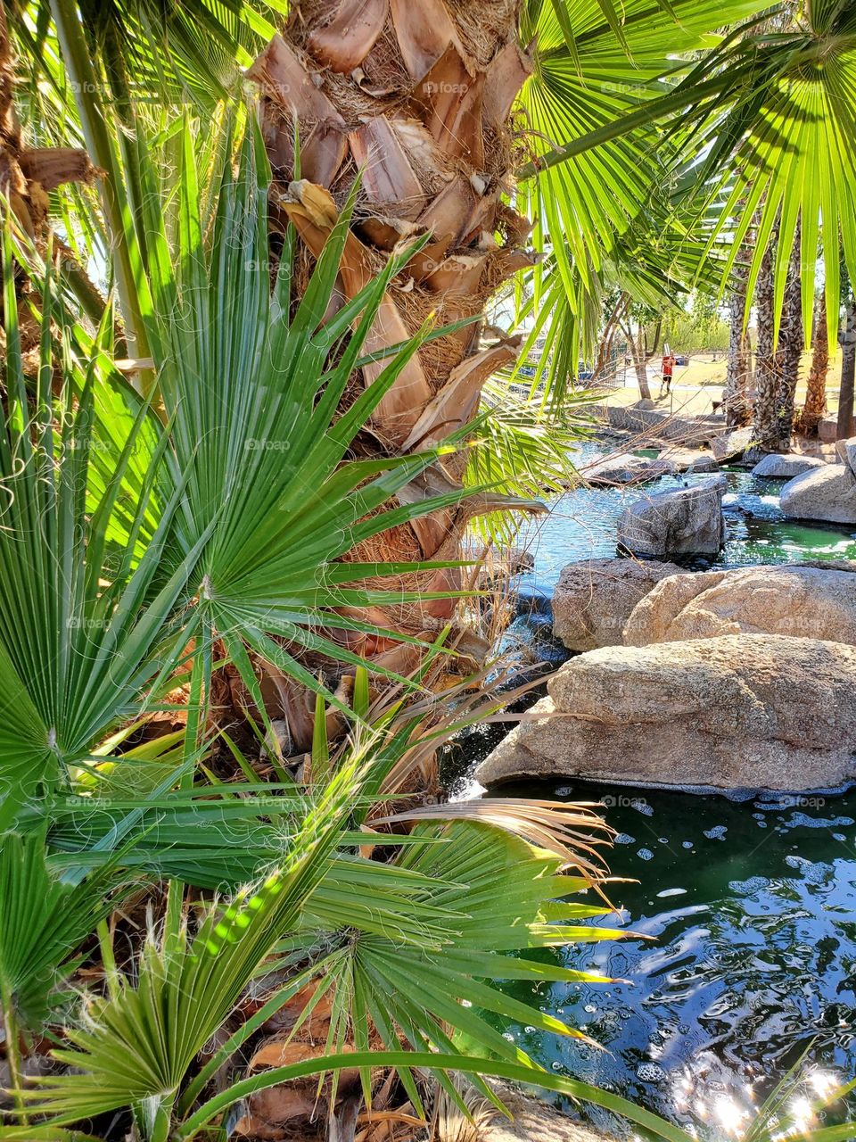 Tropical Palm Trees by the Lake