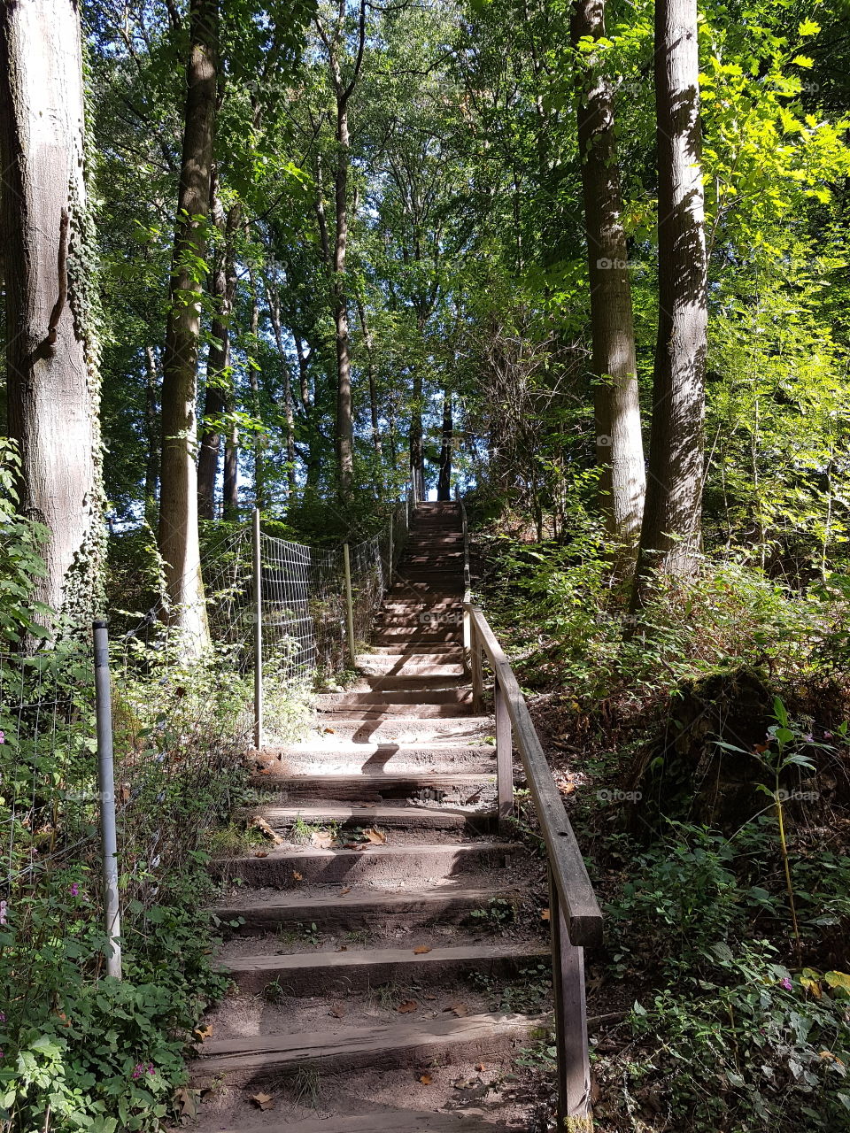 A steep staircase in the woods