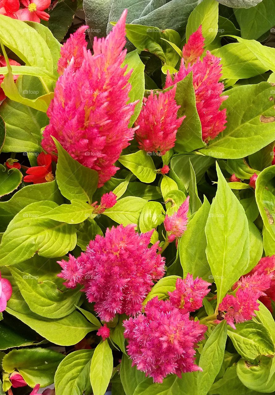 fuzzy pink flowers with light green leaves