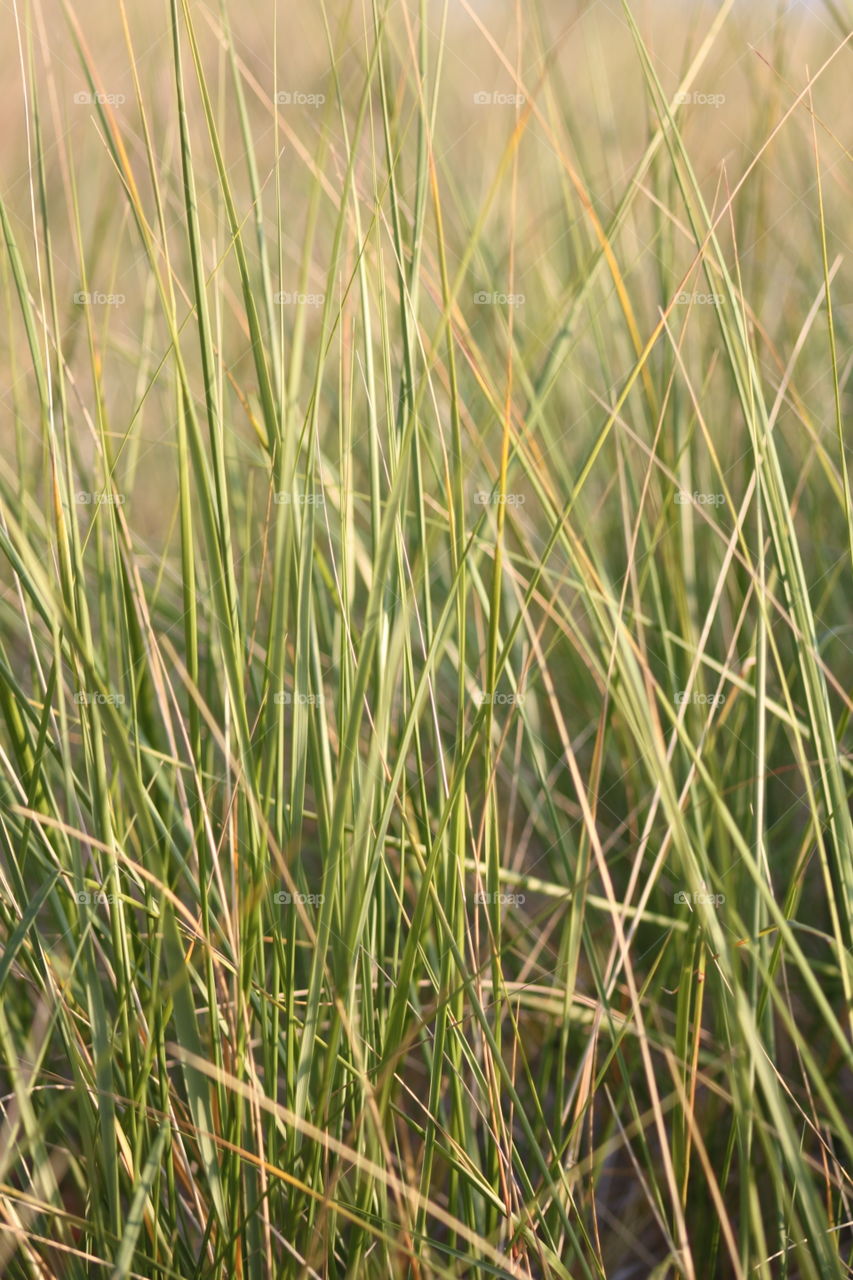 Beach grass