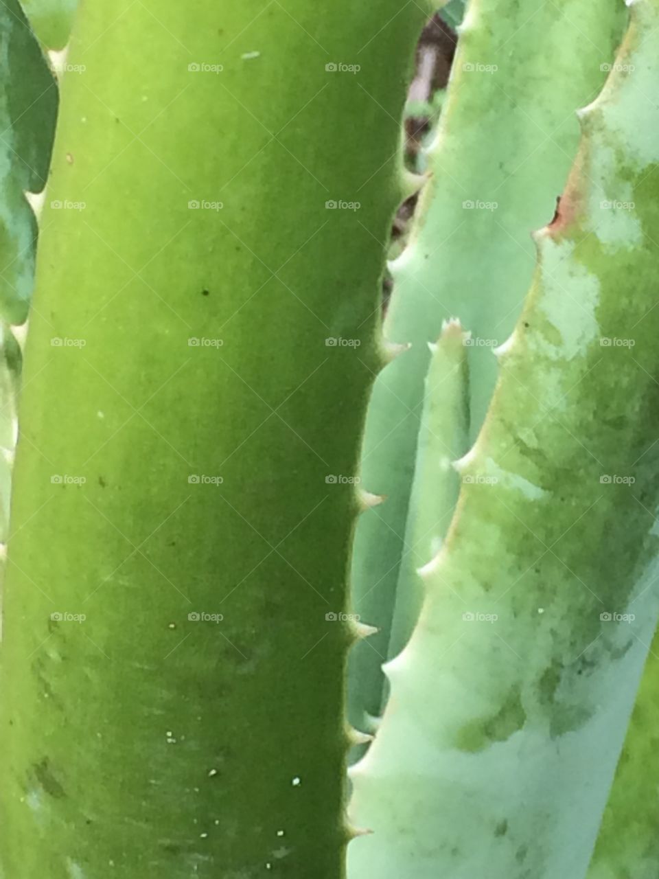 Detail of the aloe plant