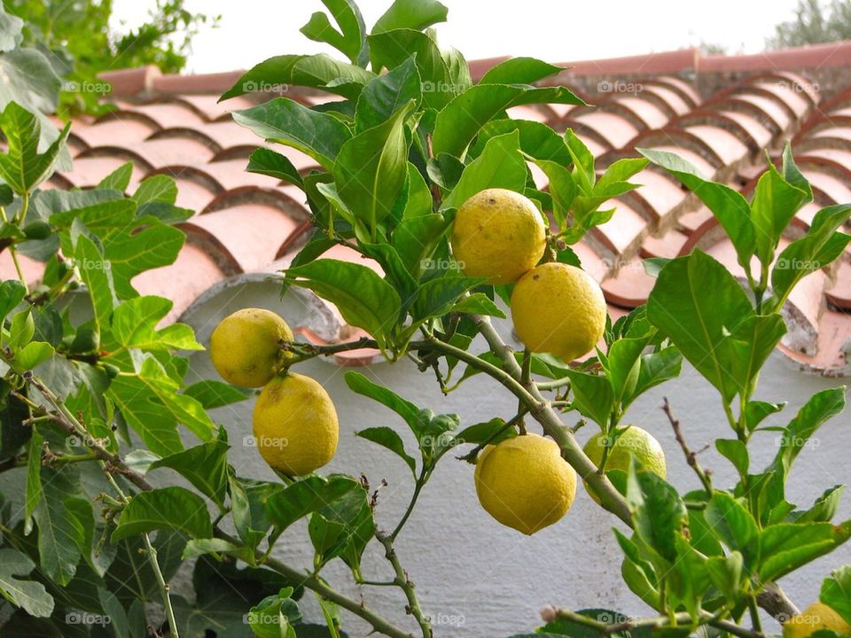 Lemon tree