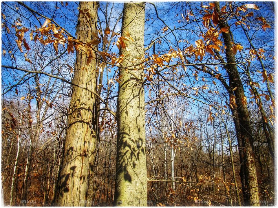 Wood, Fall, Tree, Leaf, Landscape