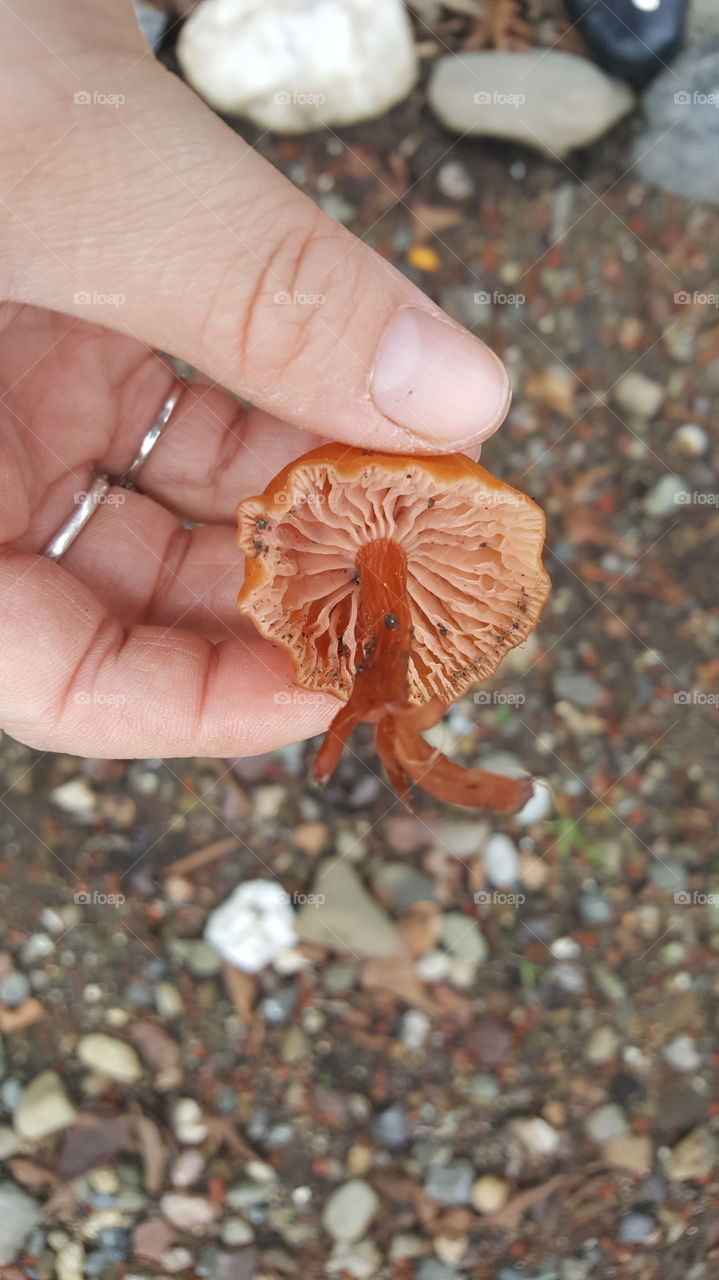 fungus