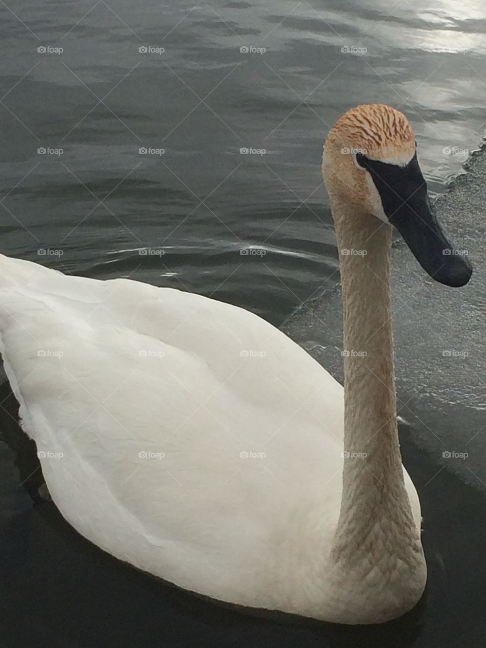 Swan