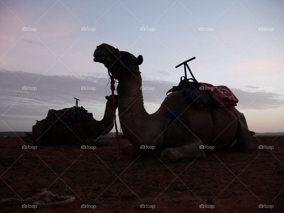 Dromedaries in Morocco