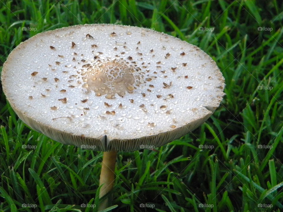 Open mushroom