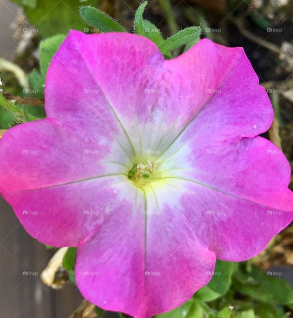 Petunia flower 