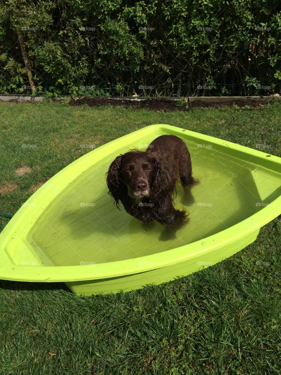 Bathing dog 