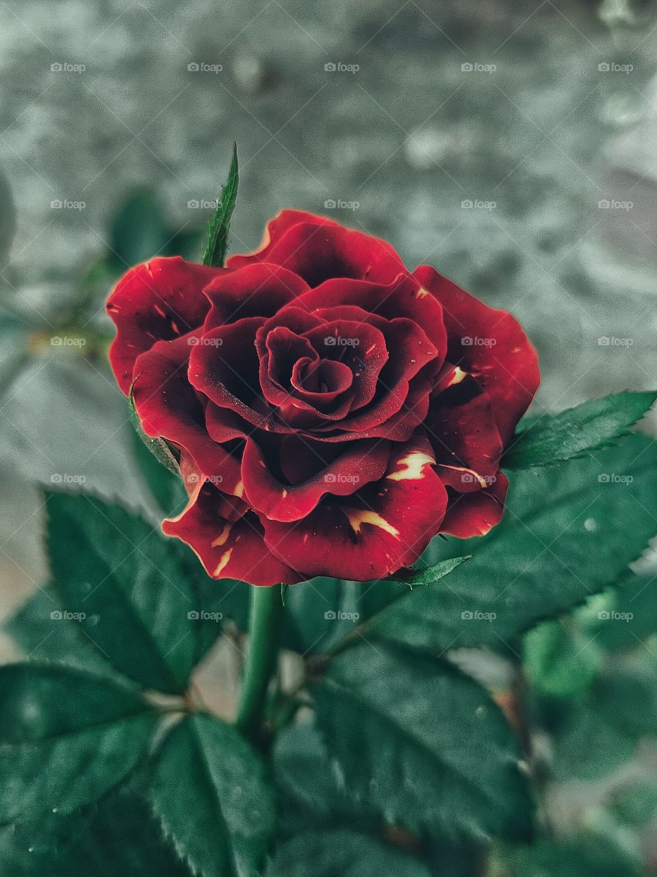 Red Rose