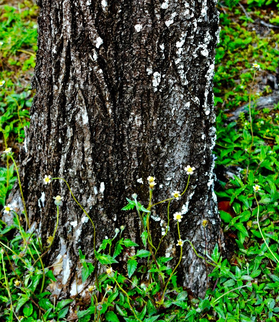 Tree with daisies 