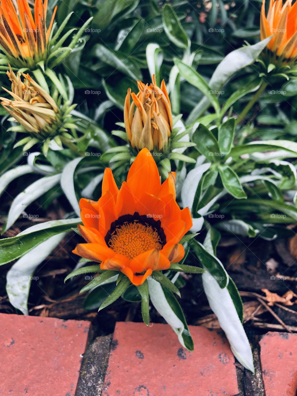 Orange flower#