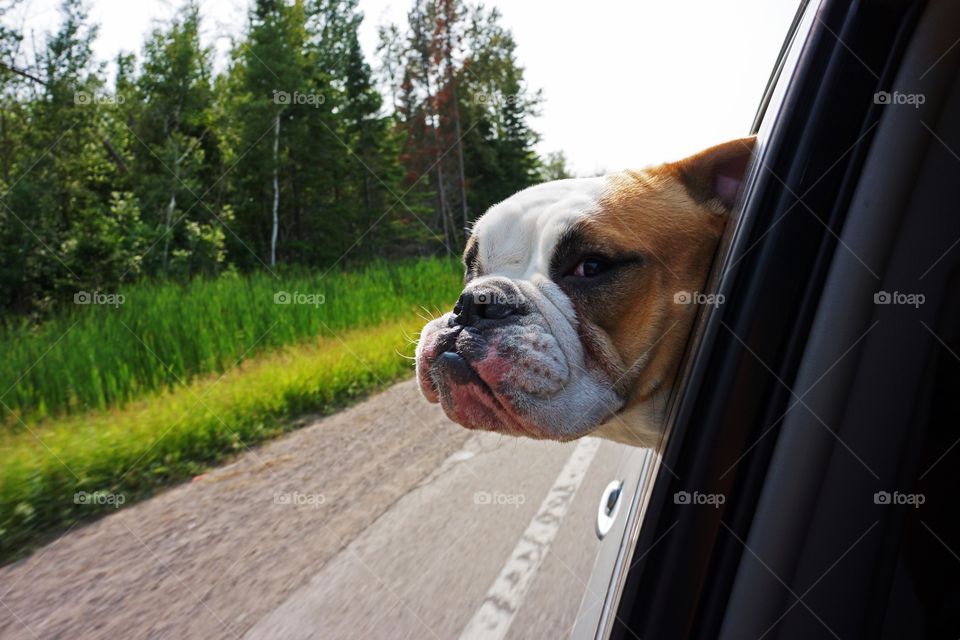 Bulldog with head out car window