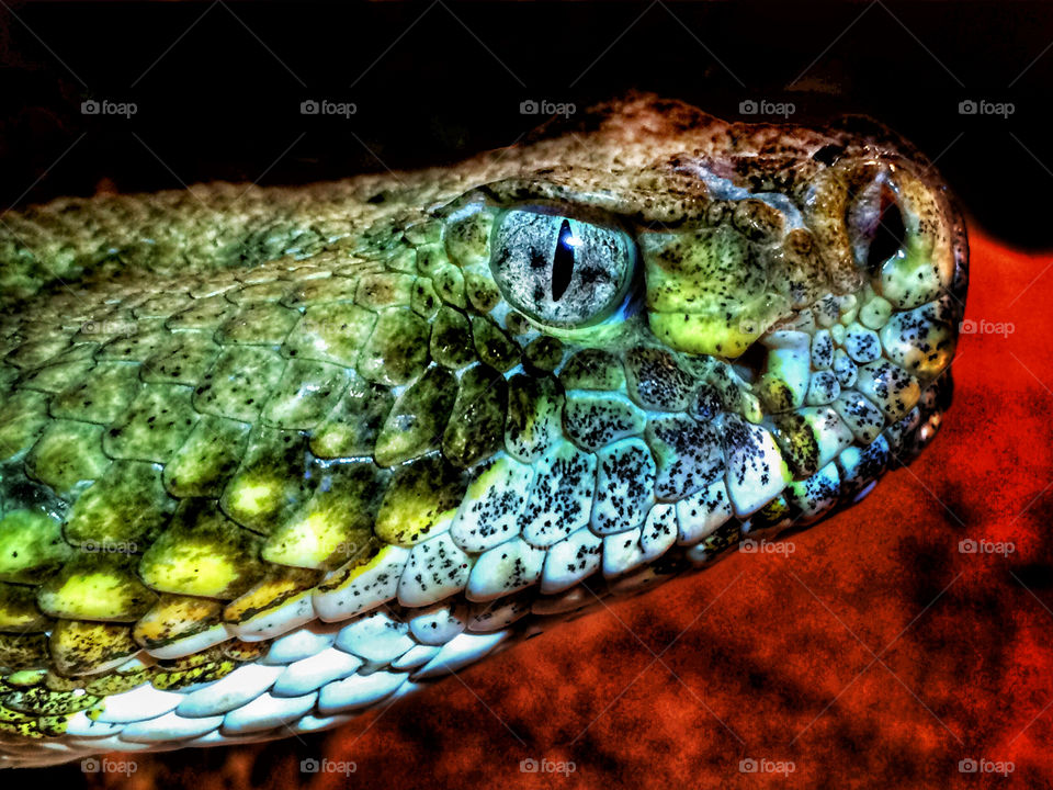 Close-up of a snake head