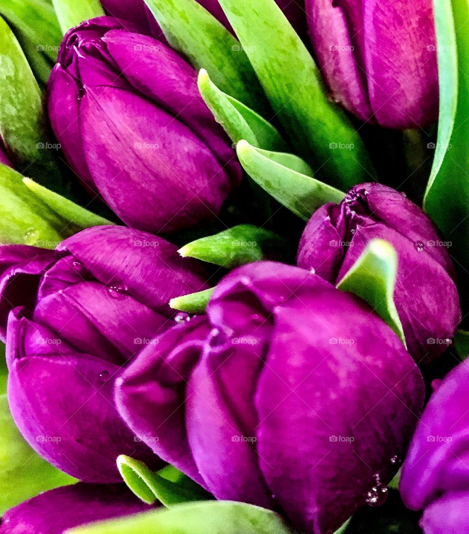 Full frame of wet purple tulip flowers