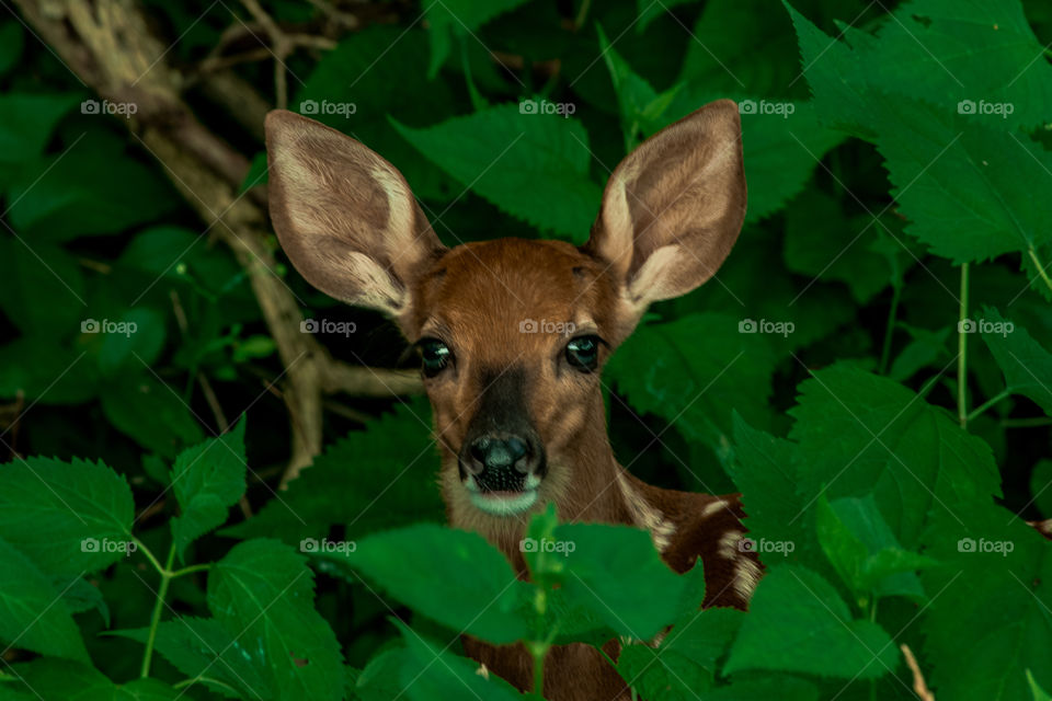 Baby whitetail deer