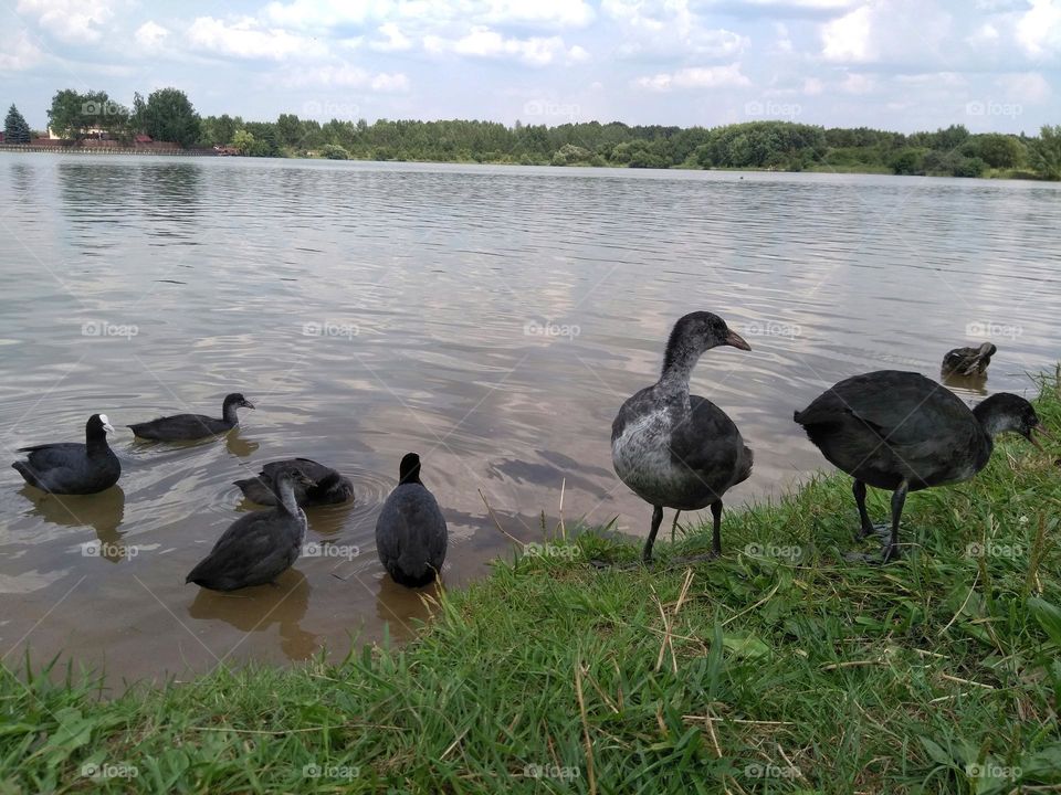 urban birds black 🖤 ducks family on a city lake shore