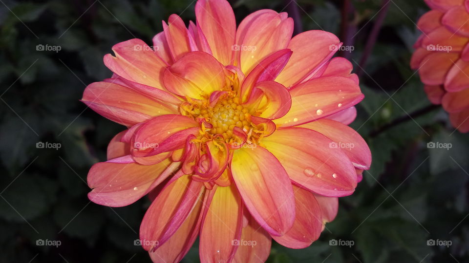 Jitterbug Dahlia Flower