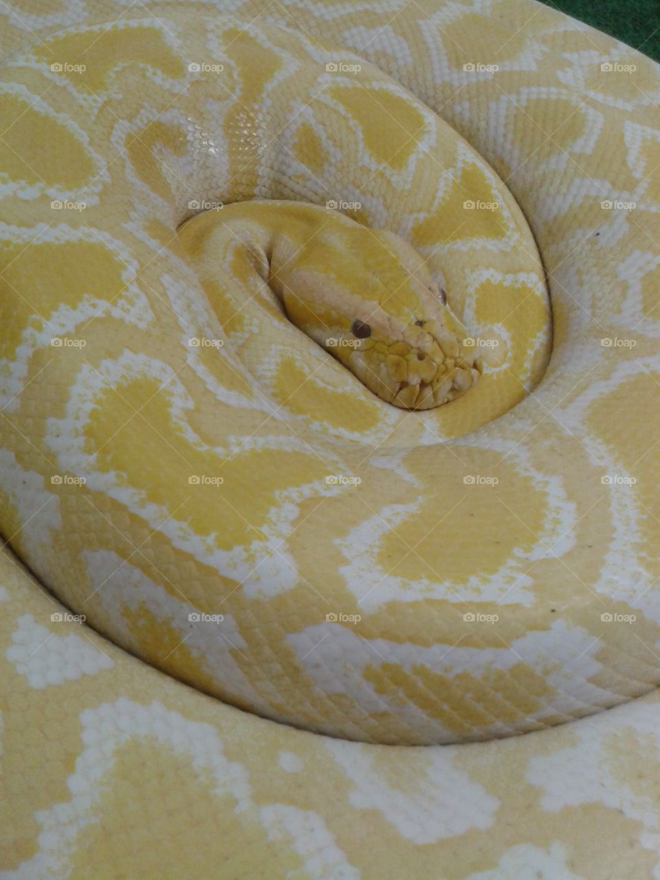 Albino Burmese Python. This guy is about 8yrs old. been looking after him for about 4 yrs now