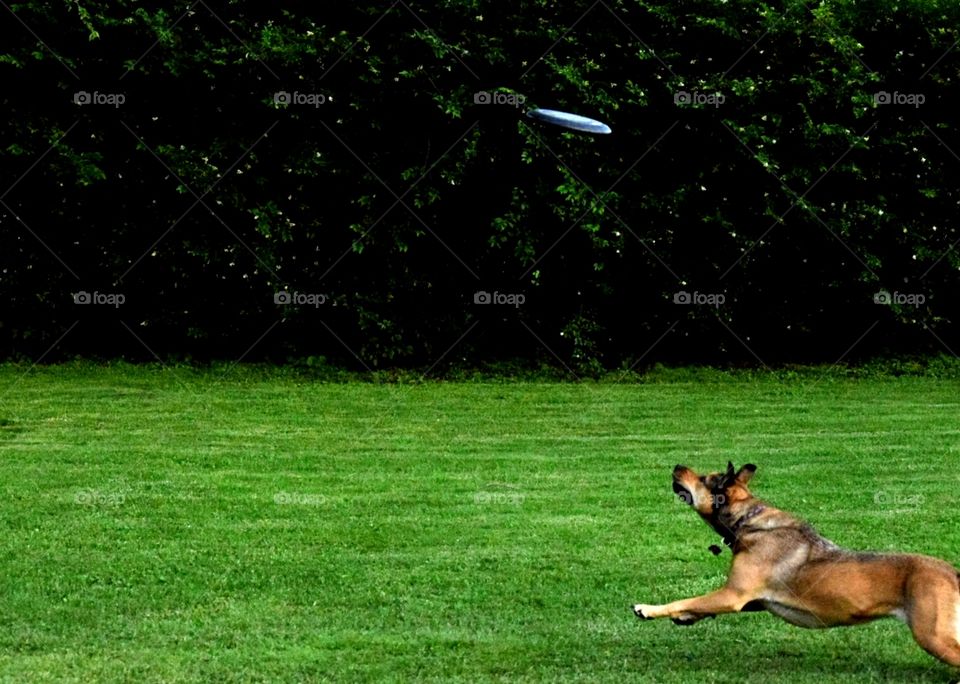 dog catching frisbee