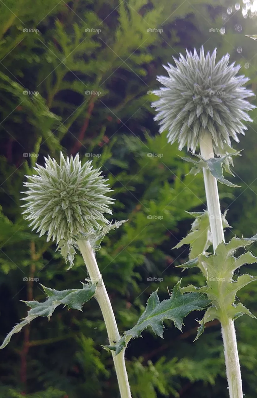 Distel blühen blume Blüte stacheln rund circel grün green