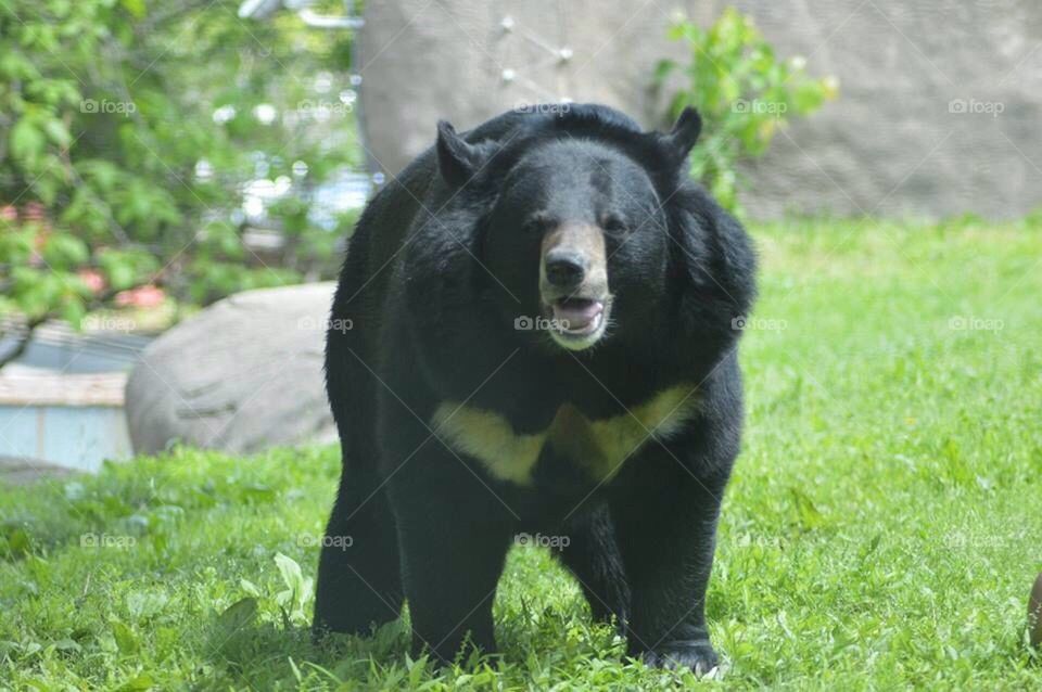 Black bear