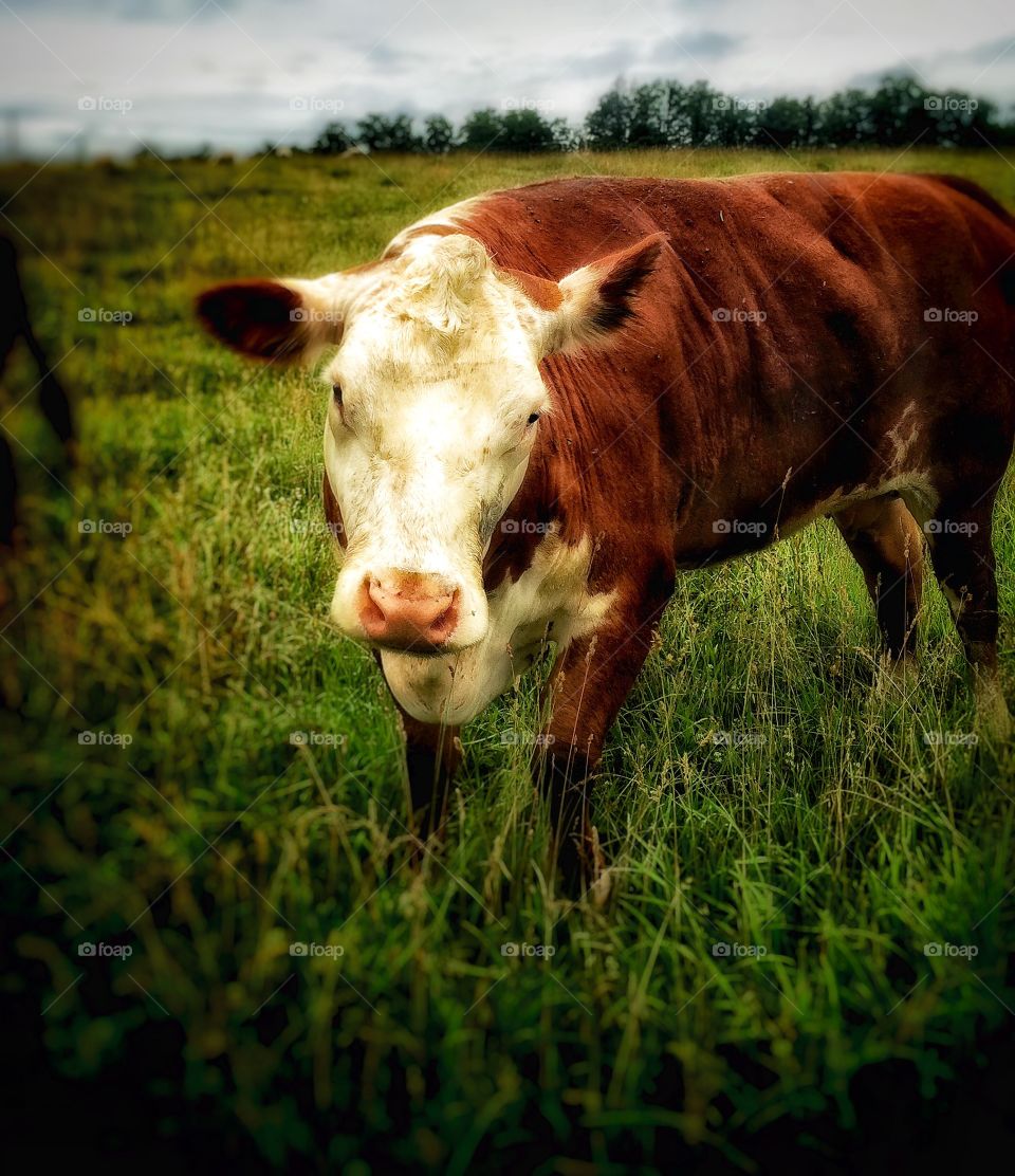 Sweet old cow . Sweet old cow with a bad front leg came to get carrots. 