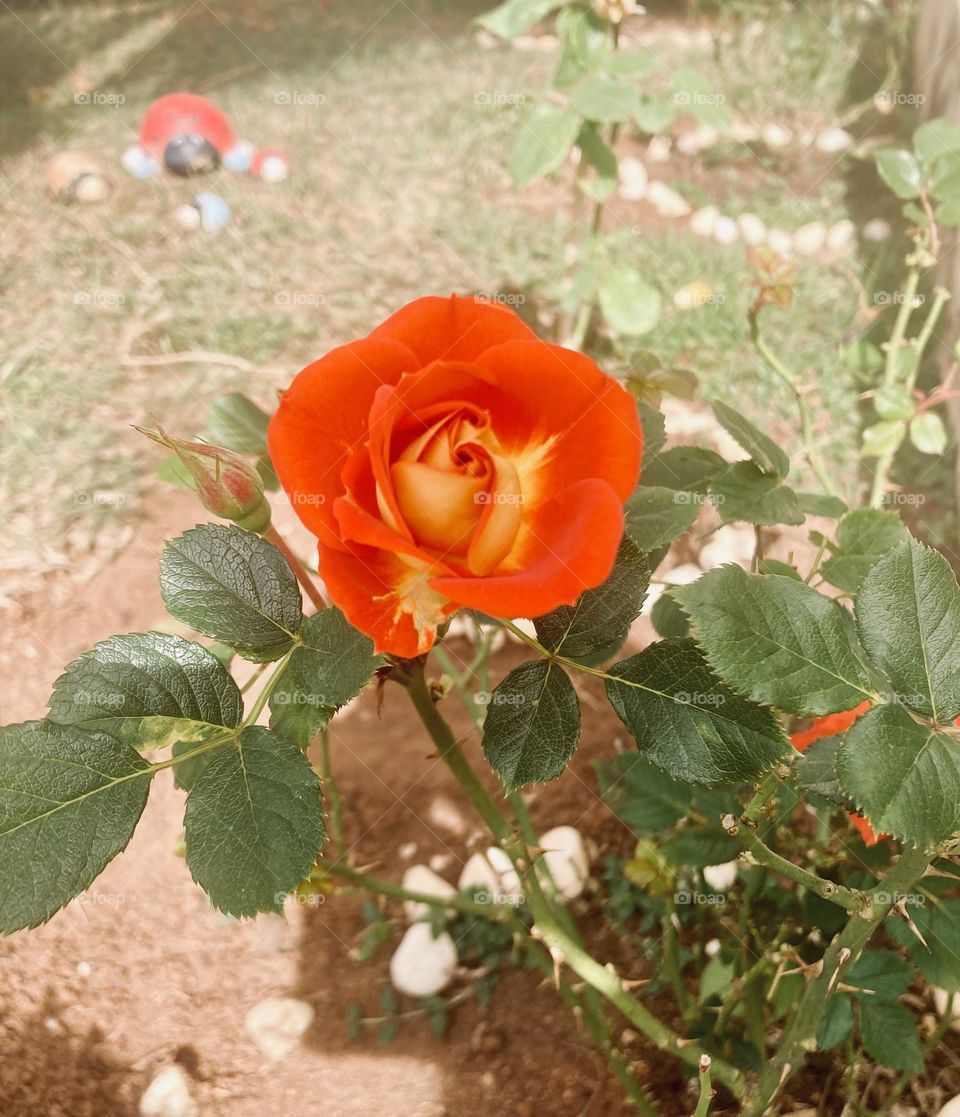 🌹 🇺🇸 Very beautiful flowers to brighten our day.  Live nature and its beauty. Did you like the delicate petals? / 🇧🇷 Flores muito bonitas para alegrar nosso dia. Viva a natureza e sua beleza. Gostaram das pétalas delicadas? 
