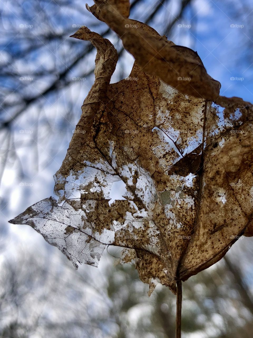 Closeup of dry autumn leaf held up to the sky to reveal delicate patterns 