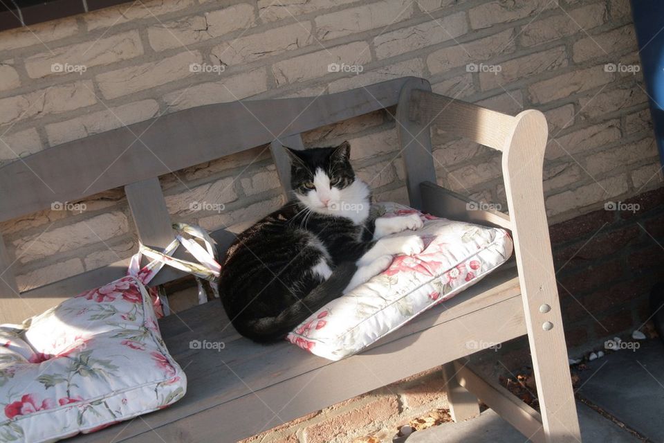 Cat is relaxing in the Sun