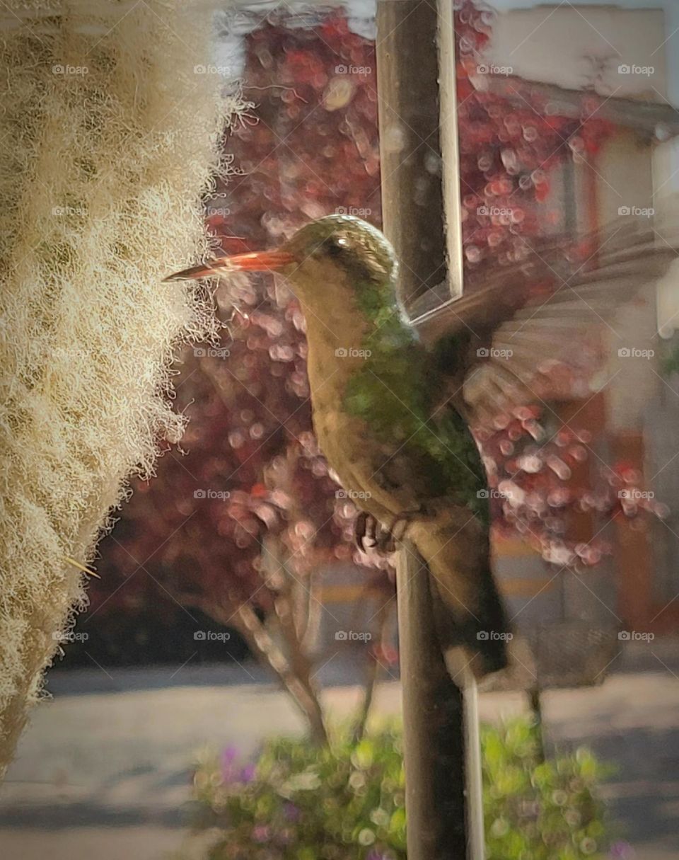 a hummingbird landed at my window