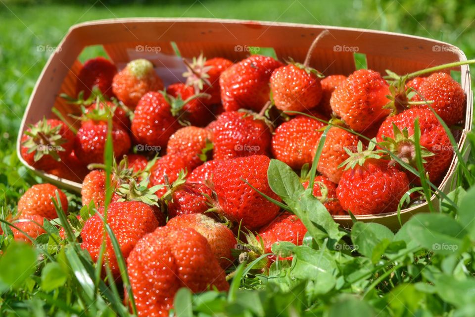 Fruit, Strawberry, Healthy, Food, Berry