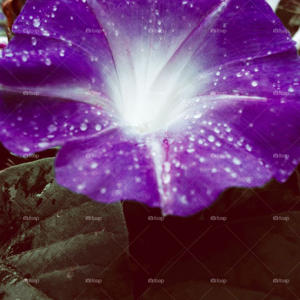 Purple Hawaiian garden flower