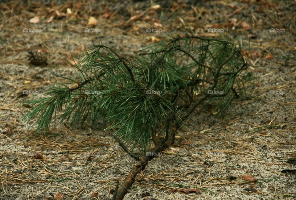 pine twig