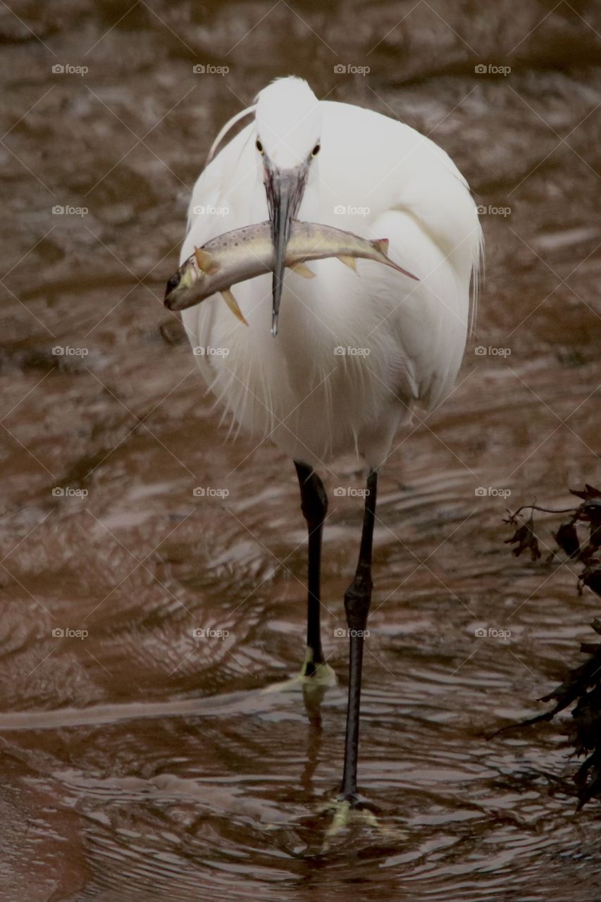 Little egret and trout :)