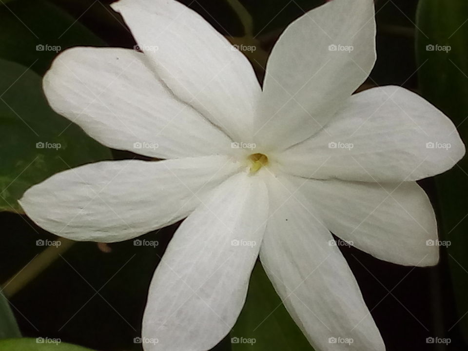 Flower with stamen