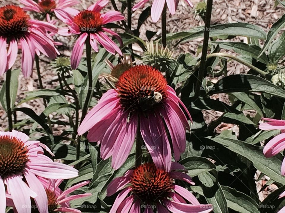 Bee and coneflower