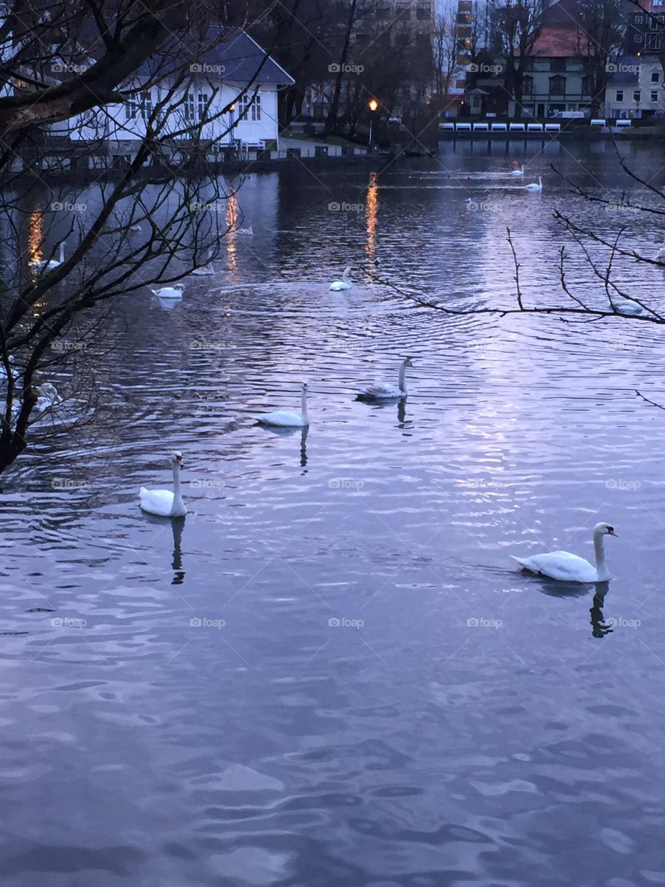 Swans