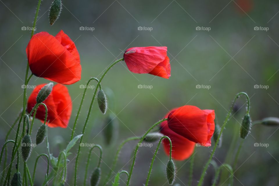 Beautiful poppies