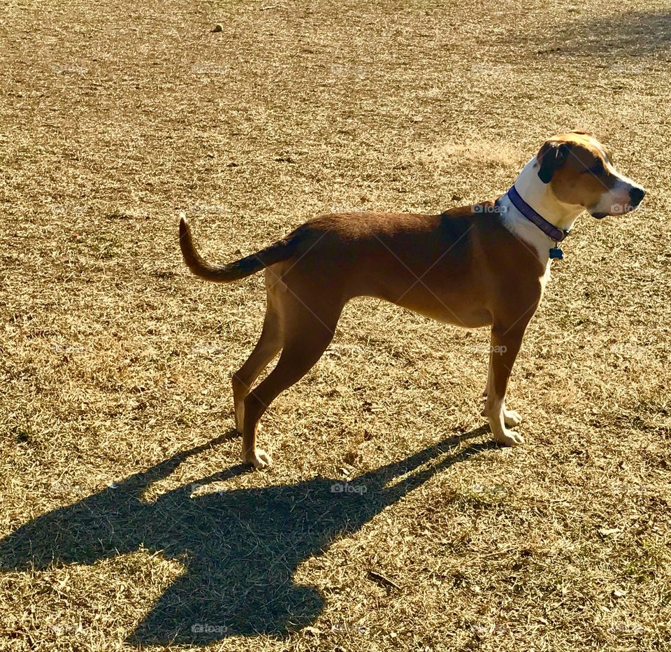 Dog & Shadow