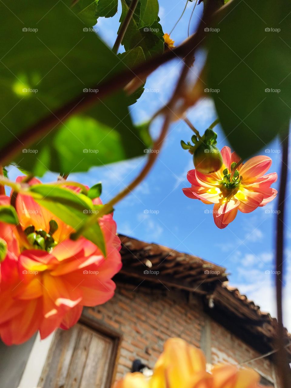 Reflejo de rayos de sol en los pétalos 🏵️