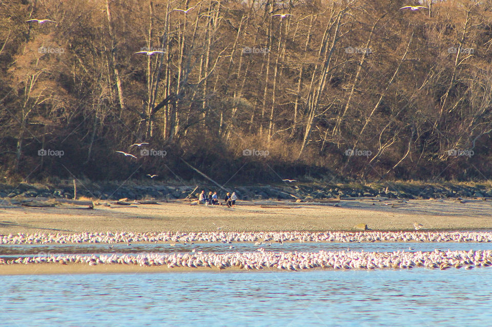 Hundreds of shorebirds congregated on the sand bars waiting for the tide to recede & expose the fresh herring roe in the rocky shoals. The nutrient rich roe will aid them in developing their own young.