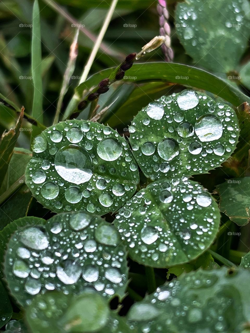 Clover patch covers leaf rainfall green raindrops waterdrops droplets wet water rain drop outside nature outdoors elements dew dewdrops plant plants leafs Grass splashes phone photography